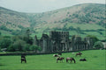 738067 Trekking Ponies Grazing, Vale Of Ewyas, Wales A4 Photo Print