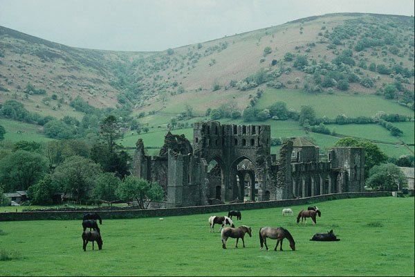 738067 Trekking Ponies Grazing, Vale Of Ewyas, Wales A4 Photo Print