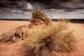 738080 Bushes In The Sand, Monument Valley, Arizona, U.S.A. A4 Photo Print