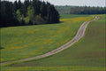 738087 Country Road A4 Photo Print