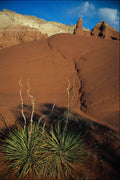 739013 Desert Scene A4 Photo Print