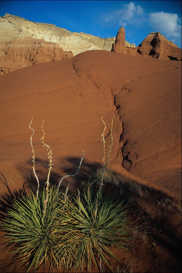 739013 Desert Scene A4 Photo Print