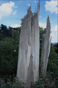 739017 Tree Stump, Gloucestershire, U.K. A4 Photo Print
