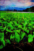739036 Taro Fields, Kauai, Hawaii, U.S.A. A4 Limited Edition Watercolour Print