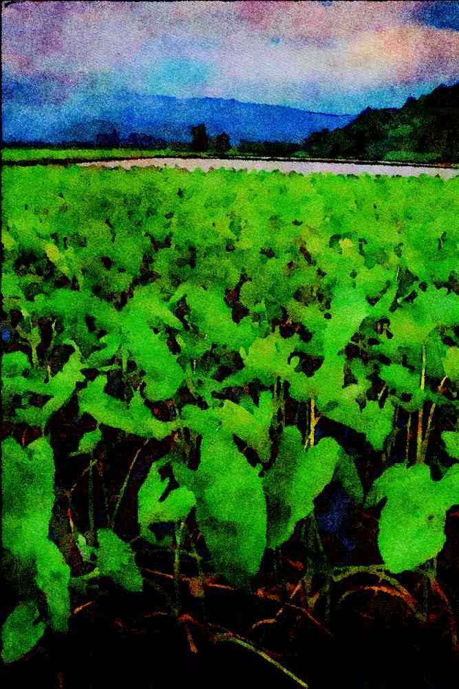 739036 Taro Fields, Kauai, Hawaii, U.S.A. A4 Limited Edition Watercolour Print