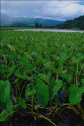 739036 Taro Fields, Kauai, Hawaii, U.S.A. A4 Photo Print