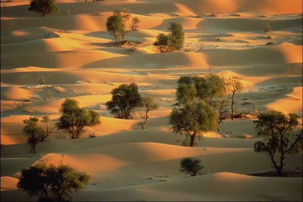 739050 Acacia Trees And Sand Dunes A4 Photo Print