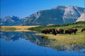 739063 Bison And Mountain Reflections, Waterton Lakes A4 Photo Print