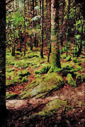 739085 Moss Lines Forest, Ireland A4 Limited Edition Watercolour Print