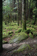 739085 Moss Lines Forest, Ireland A4 Photo Print
