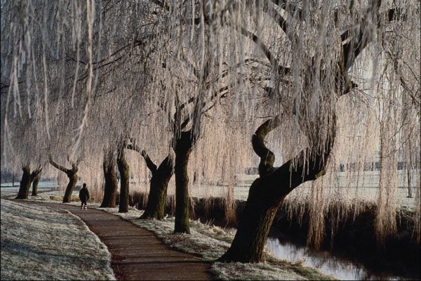 739091 Frosty Willows A4 Photo Print