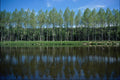 739095 Poplars By Tweed River A4 Photo Print