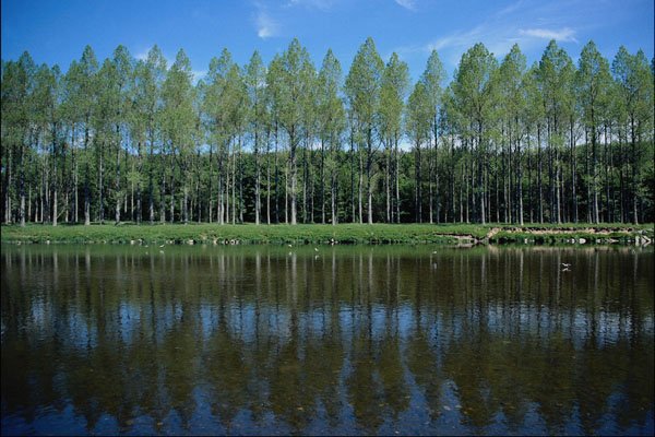 739095 Poplars By Tweed River A4 Photo Print
