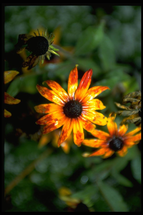 740000 Daisies A4 Photo Print