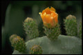 740001 Prickly Pear Flower, Paphos, Cyprus A4 Photo Print