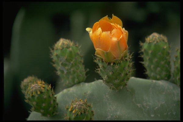 740001 Prickly Pear Flower, Paphos, Cyprus A4 Photo Print