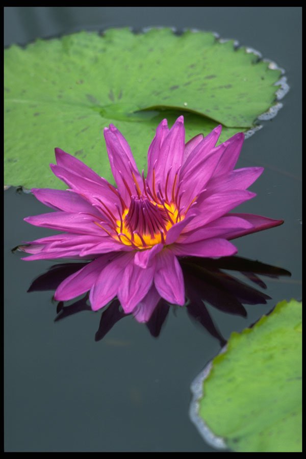 740002 Water Lily In Full Bloom A4 Photo Print