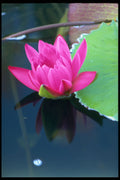 740003 Half Bloomed Red Water Lily A4 Photo Print