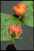 740004 Two Red And Yellow Water Lilies A4 Photo Print