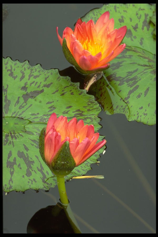 740004 Two Red And Yellow Water Lilies A4 Photo Print