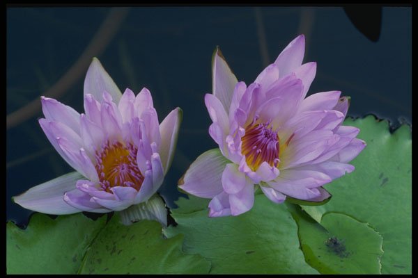 740005 Pink Water Lily Pair A4 Photo Print