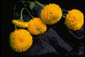 740006 Marigolds, On Fabric A4 Photo Print