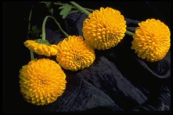 740006 Marigolds, On Fabric A4 Photo Print