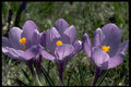 740007 Three Crocuses A4 Photo Print