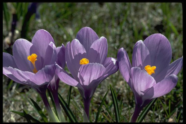 740007 Three Crocuses A4 Photo Print