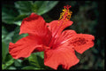 740008 Hibiscus A4 Photo Print