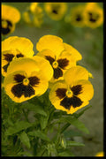 740009 Pansies A4 Photo Print