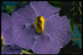 740010 Thumbergia Erecta, Acanthaceae A4 Photo Print