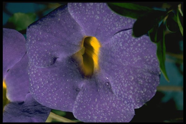 740010 Thumbergia Erecta, Acanthaceae A4 Photo Print