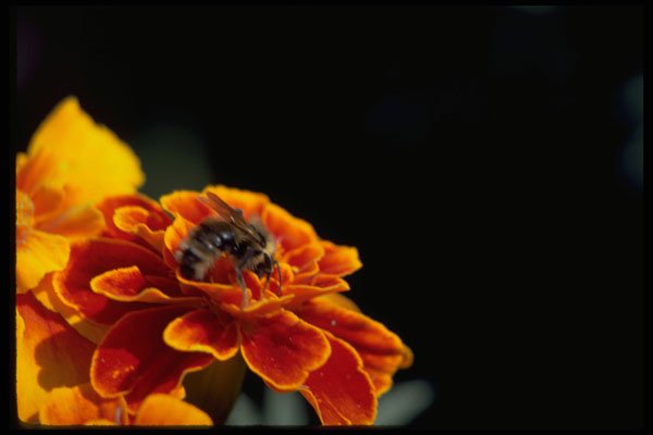 740011 Marigold With Bee A4 Photo Print
