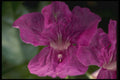 740012 Flower A4 Photo Print