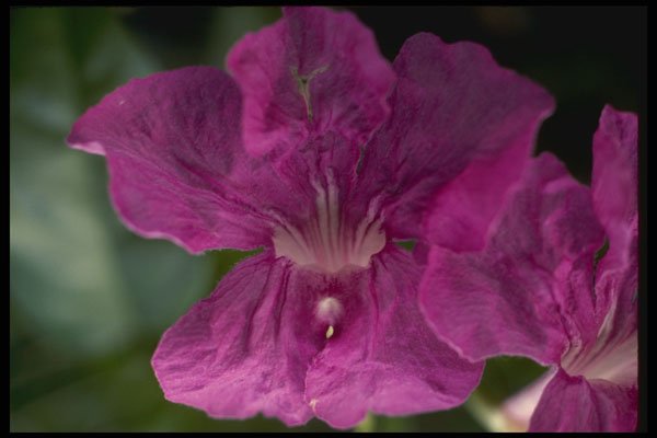 740012 Flower A4 Photo Print