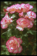 740013 Wild Roses A4 Photo Print