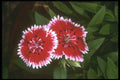 740014 White Friges A4 Photo Print