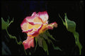 740017 Red And White Rose, Water Glass Blue Color Duplicate A4 Photo Print