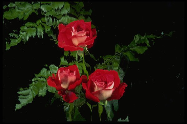 740018 Three Red Roses With White Horizontal Water Glass Duplicate A4 Photo Print