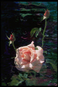 740019 Pink Rose And Buds A4 Photo Print