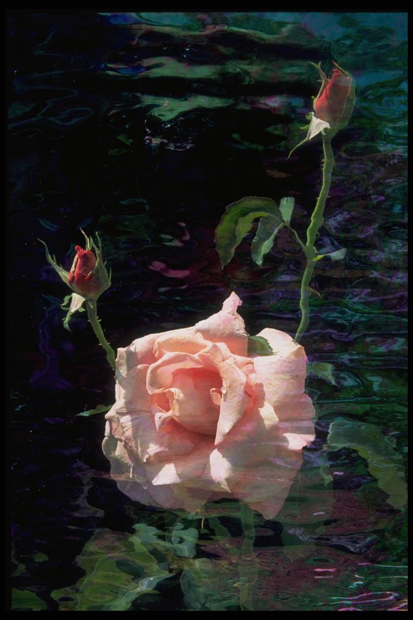 740019 Pink Rose And Buds A4 Photo Print