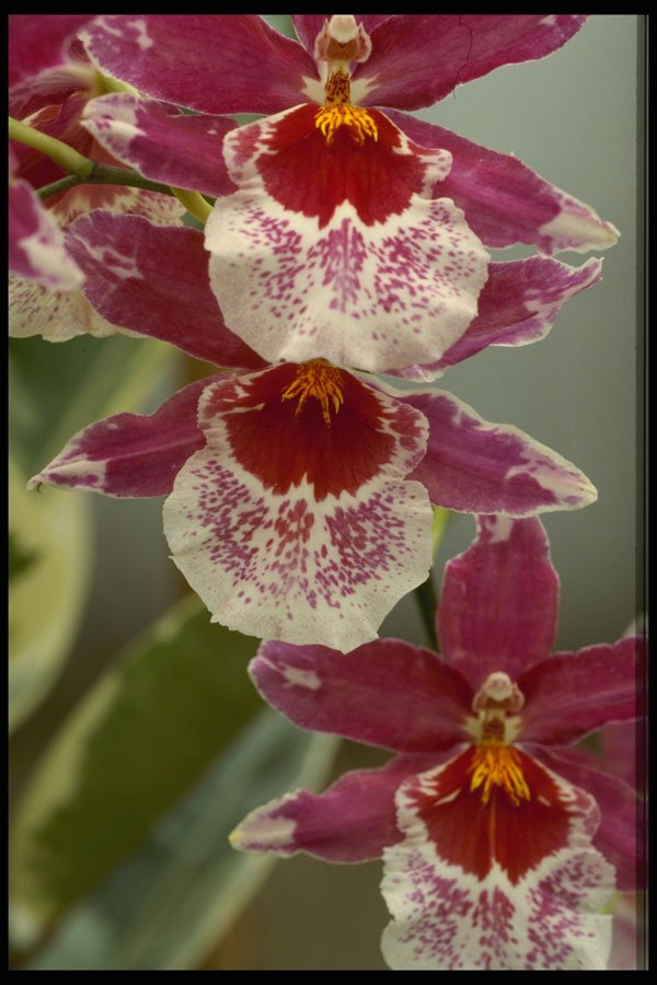 740020 Orchids A4 Photo Print