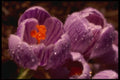 740021 Pair Of Dewy Crocuses, Soft focus A4 Photo Print