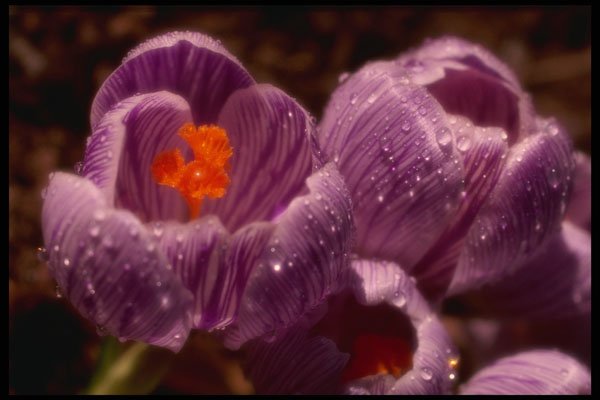 740021 Pair Of Dewy Crocuses, Soft focus A4 Photo Print