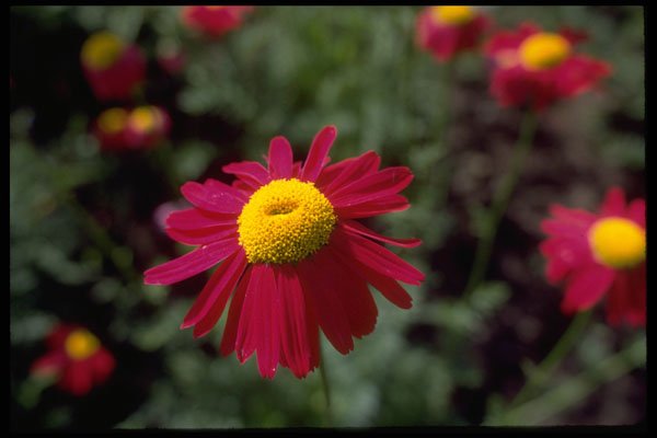 740022 Vivid Daisy A4 Photo Print