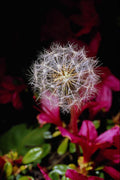 740023 Intimate Look At The Symmetry Of Dandelion Seedlings A4 Photo Print