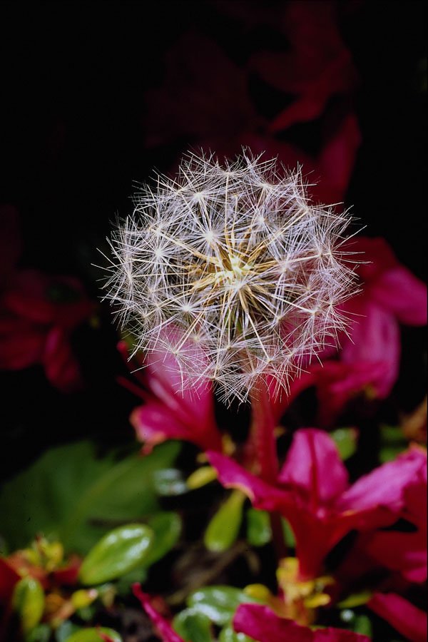 740023 Intimate Look At The Symmetry Of Dandelion Seedlings A4 Photo Print