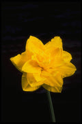 740024 Daffodil In Bloom A4 Photo Print