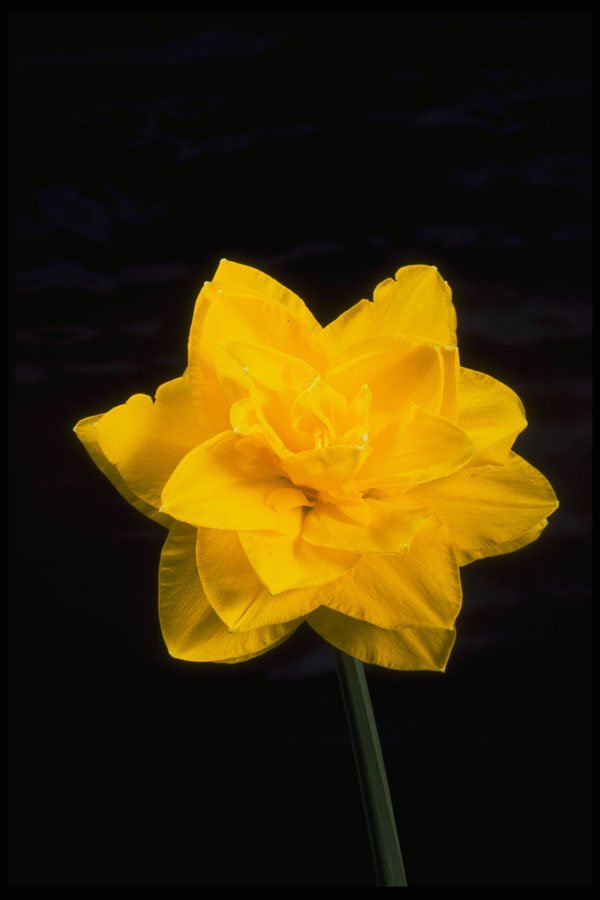 740024 Daffodil In Bloom A4 Photo Print
